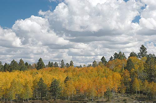 Colorado Fall photo